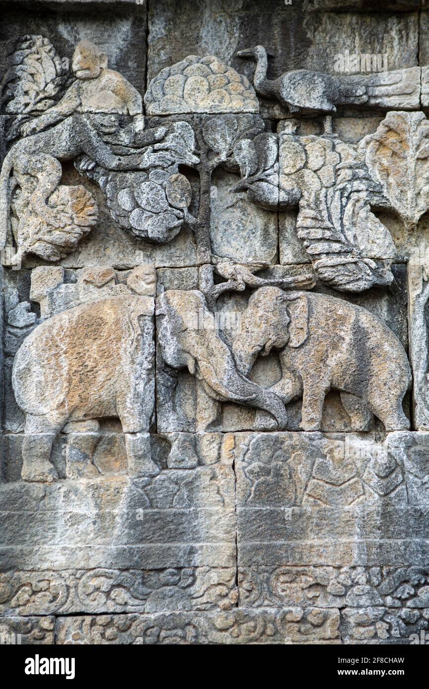 Asian elephants - carving on Borobudur temple, proposed by Paules Deraniyagala as an extinct species - the Javan elephant (Elephas maximus sondaicus) Stock Photo