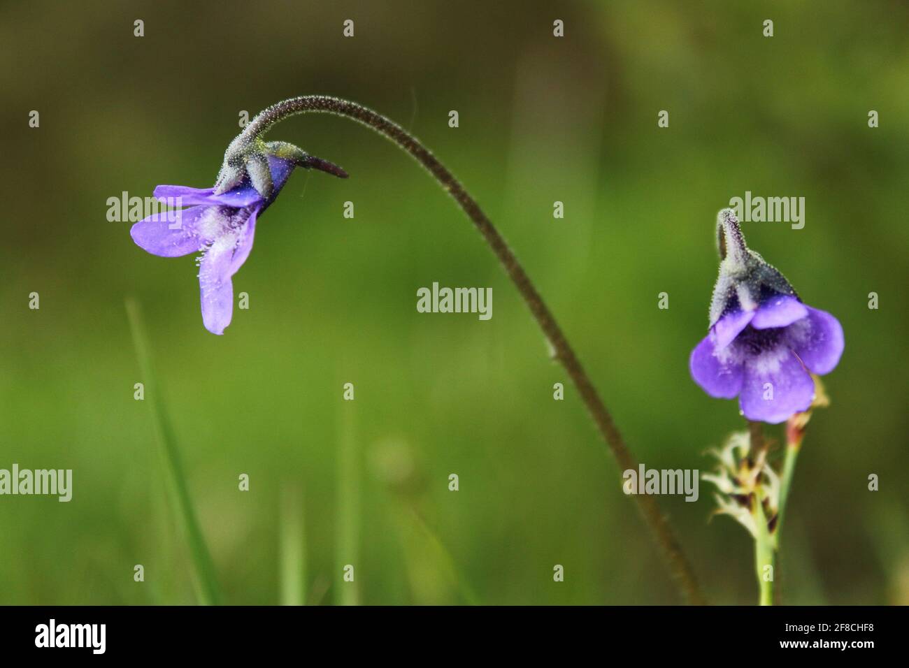 Common Butterwort on shores of Loch Lomond, Scotland Stock Photo Alamy