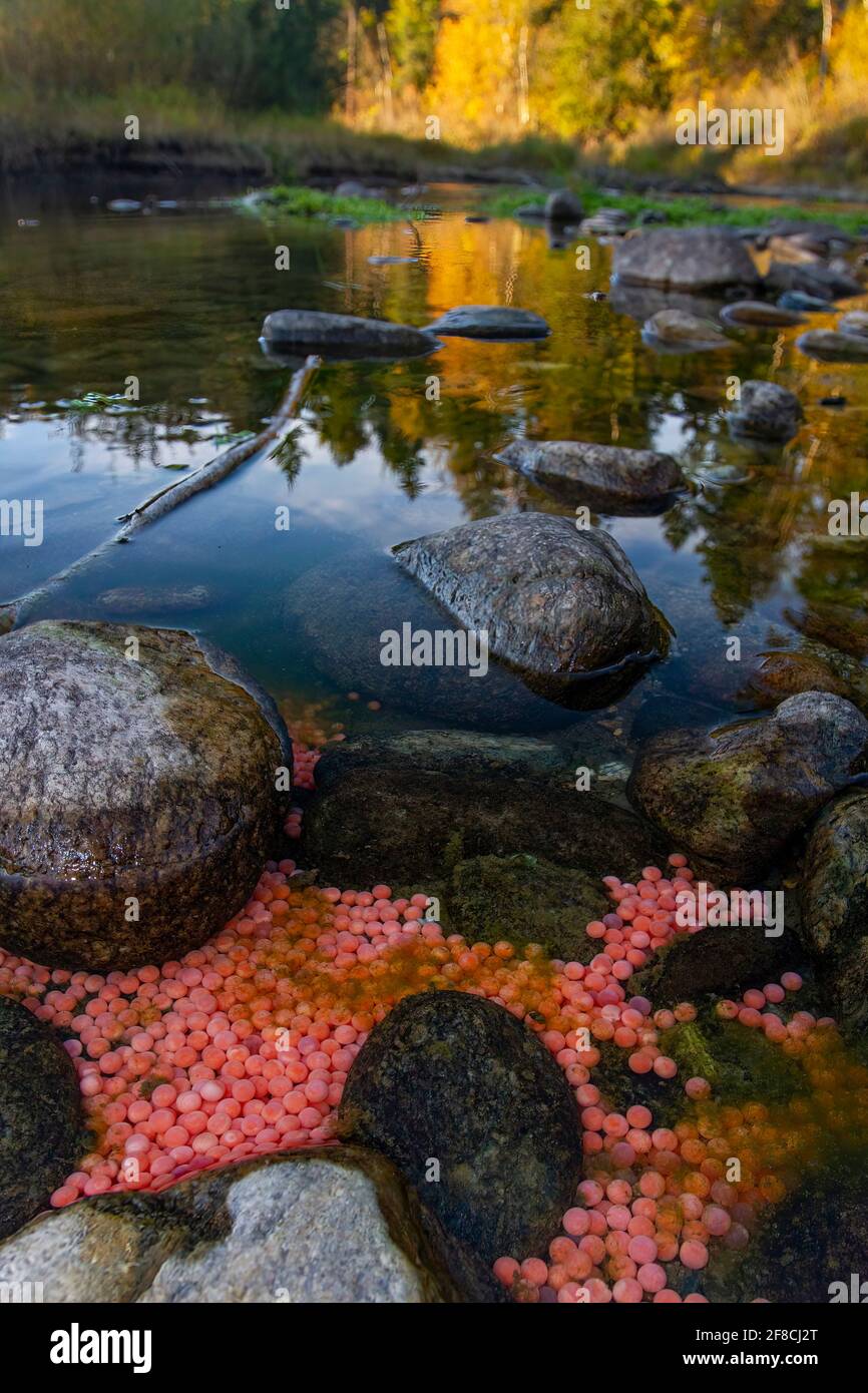 Sockeye Salmon spawn in Adam's River, British Columbia, Canada Stock
