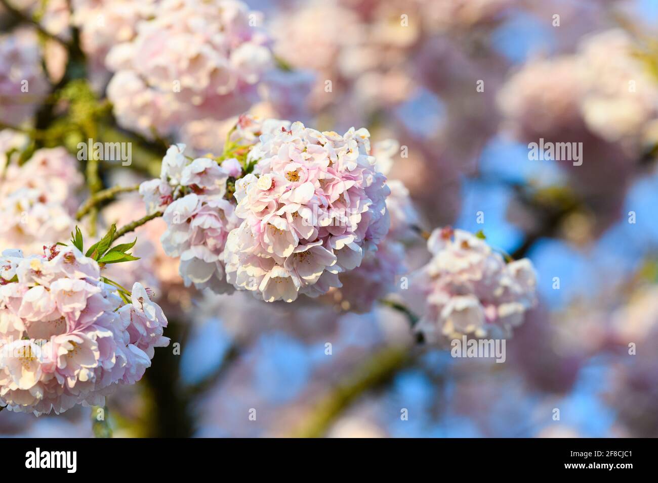Cherry blossom soft focus hi-res stock photography and images - Alamy