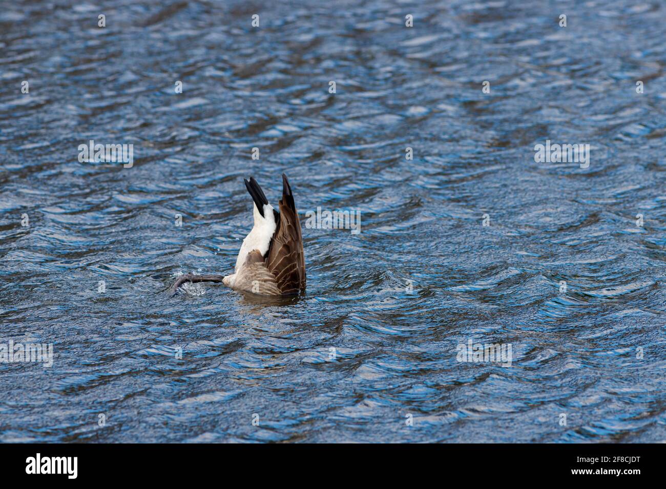 Tail bobbing up and down hires stock photography and images Alamy