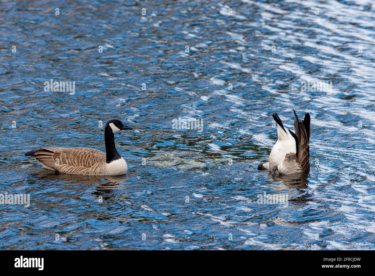 Two Canada geese (Branta canadensis) are swimming on the surface of blue lake water, with one upended, diving its head into the water to feed. Stock Photo