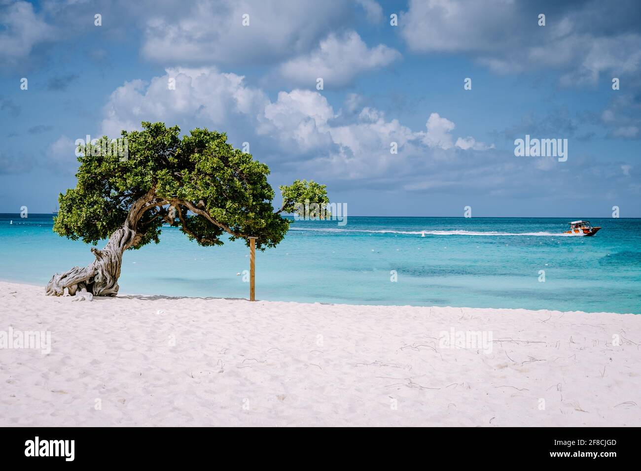 Eagle Beach Aruba, Divi Dive Trees on the shoreline of Eagle Beach in Aruba, Stock Photo