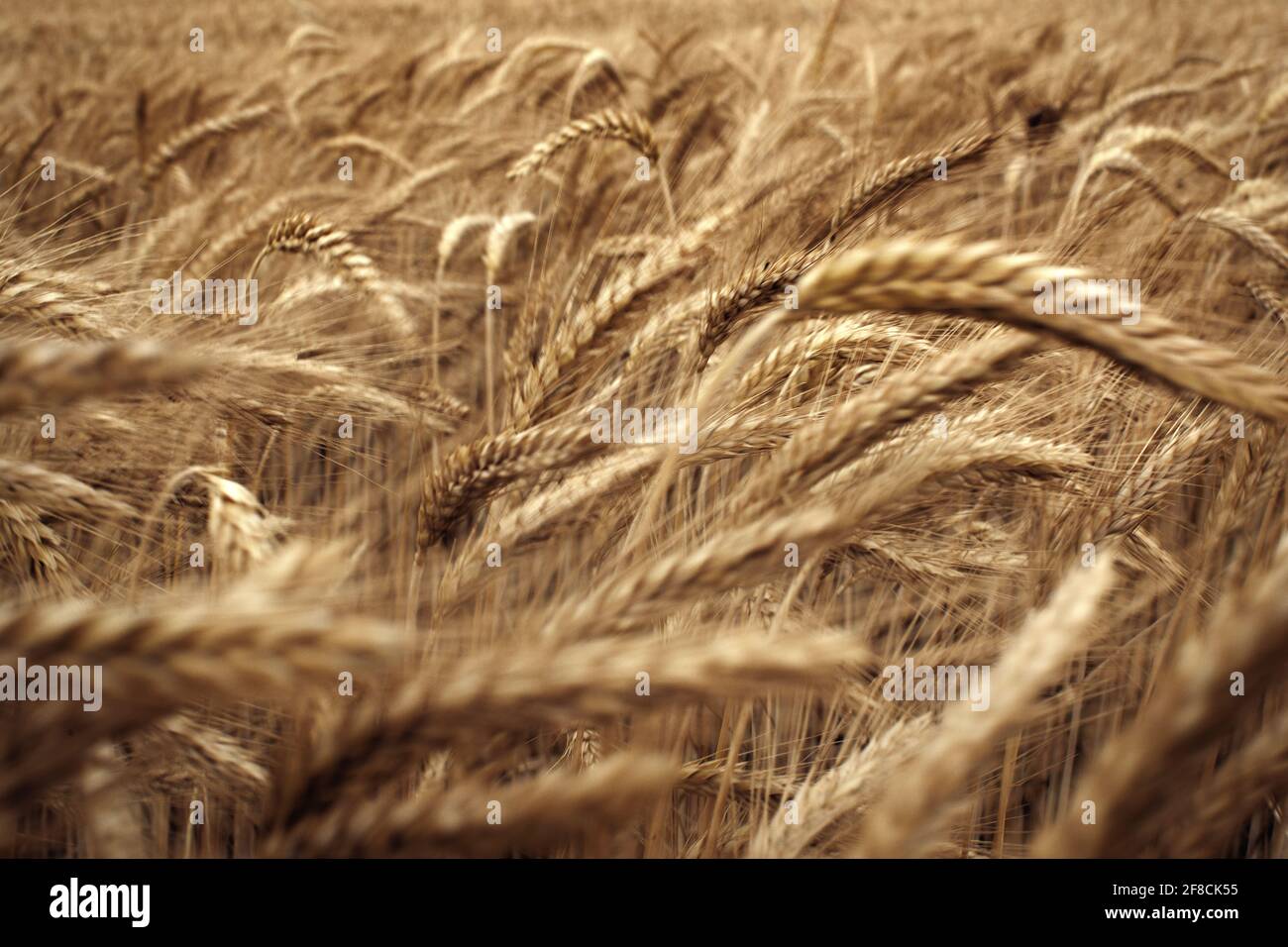 Rye in the field hi-res stock photography and images - Alamy