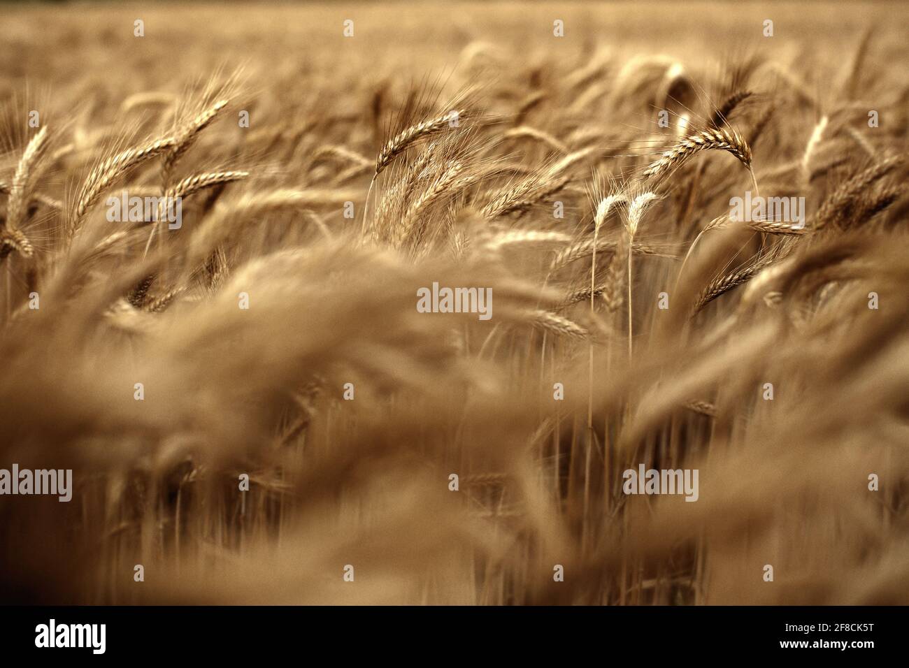 Rye in the field hi-res stock photography and images - Alamy