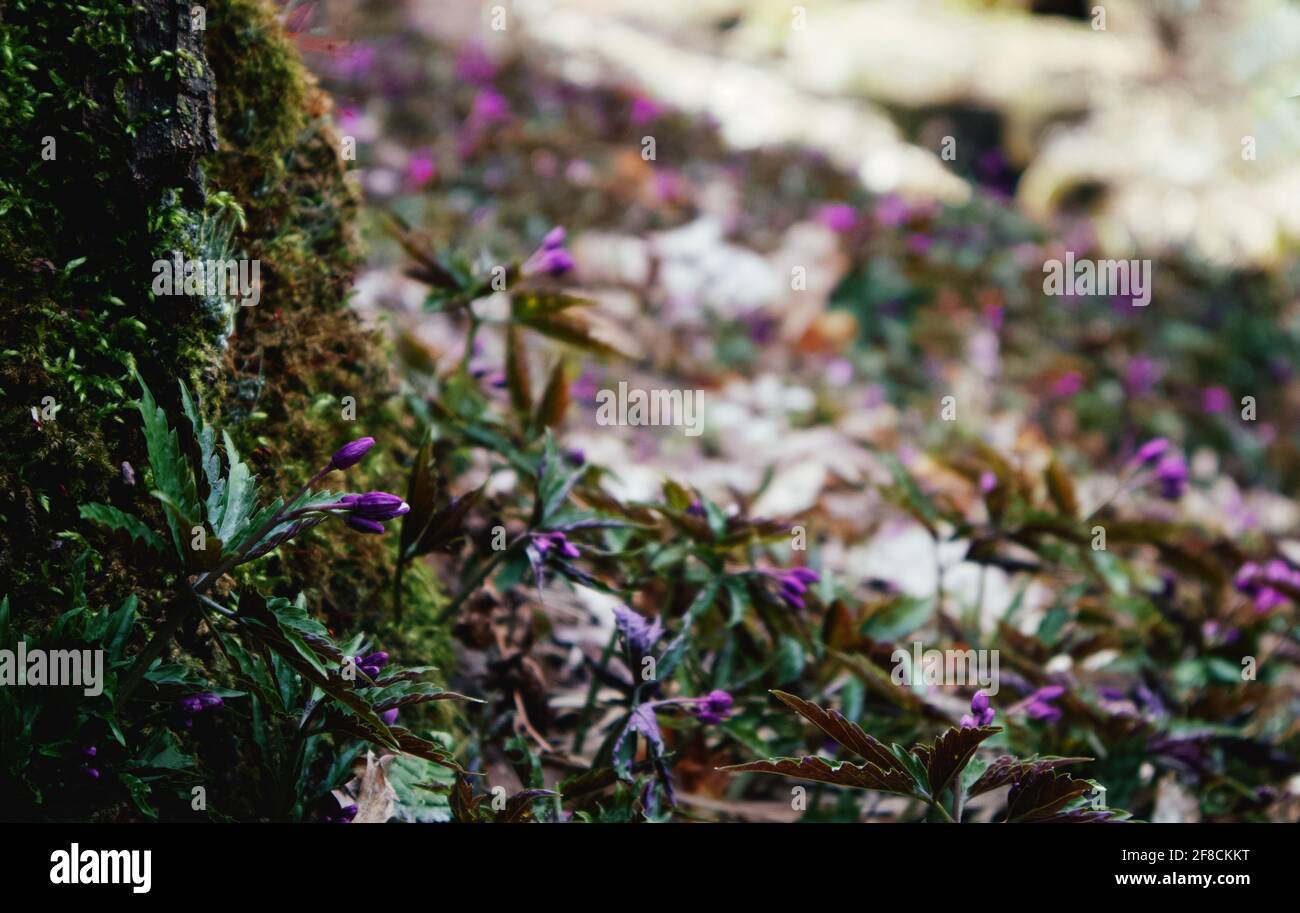 Forest field of violet spring flowers by the mossy tree trunk Stock Photo