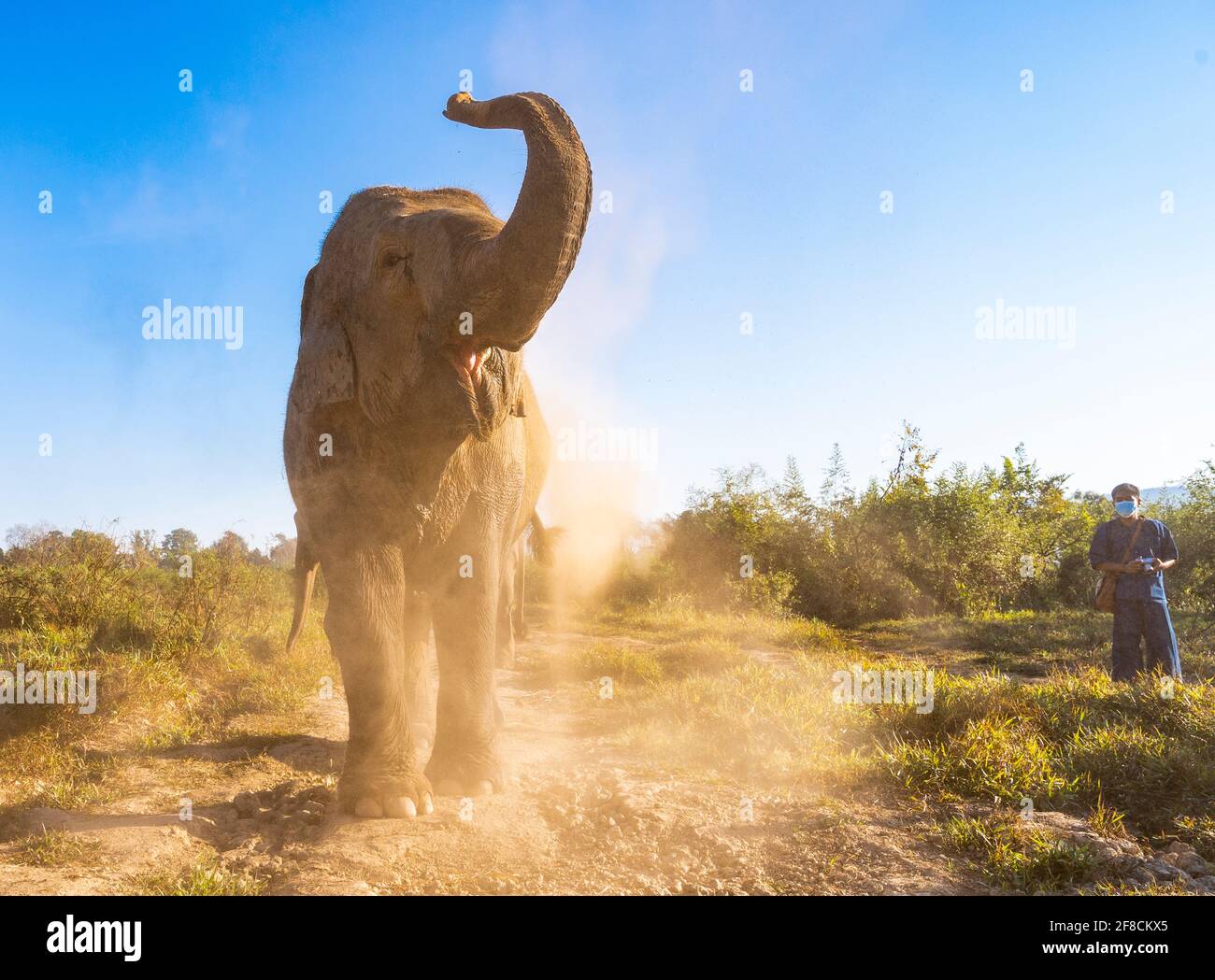 elephant throwing up dirt at animal sanctuary in the golden triangle Stock Photo