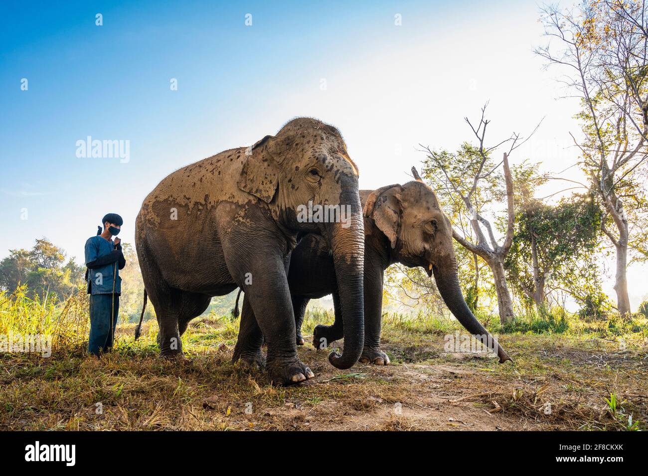 standing next to elephant's at animal sanctuary in the golden triangle Stock Photo
