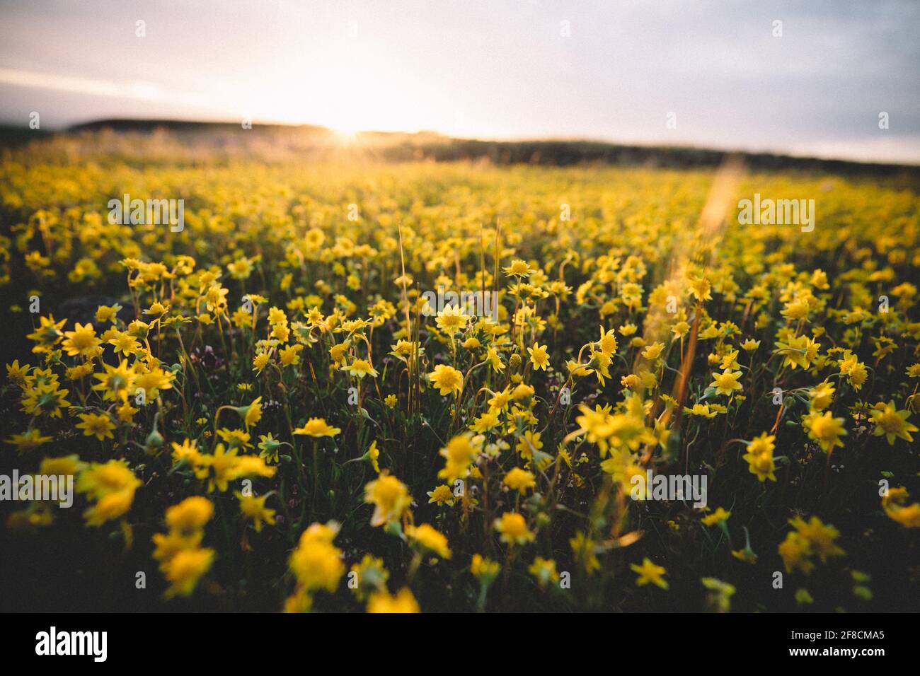 Tiny Yellow Flowers Blanket a Field at Sunset Stock Photo