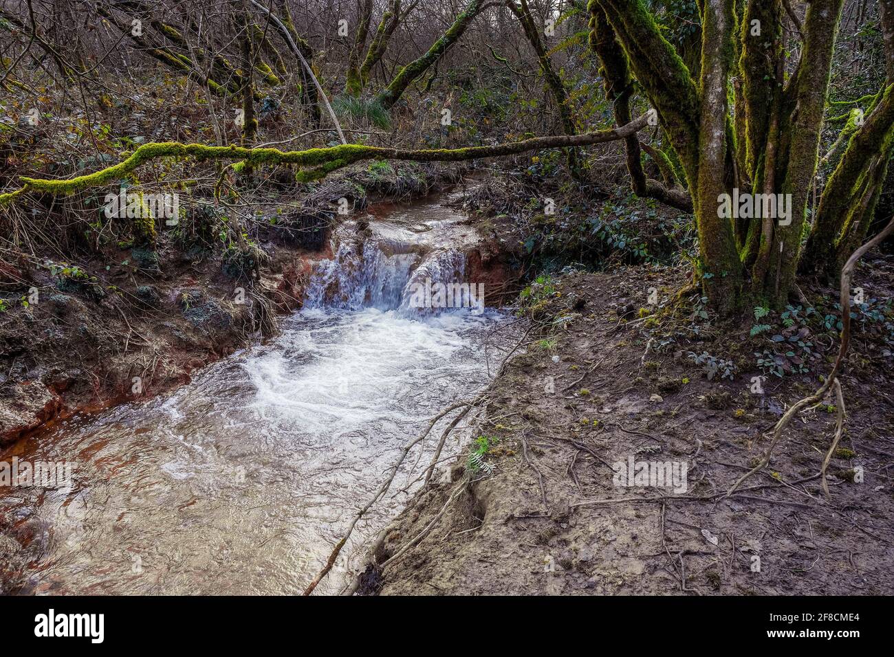 A small river flowing through the atmospheric Metha Woods in Lappa Valley near St Newlyn East in Cornwall. Stock Photo