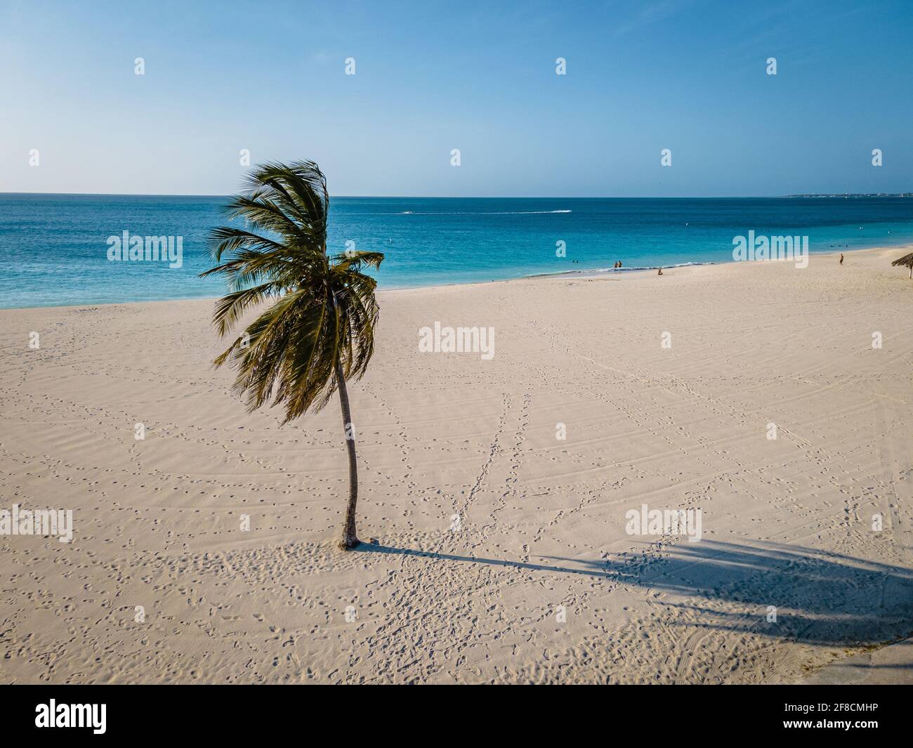 Eagle Beach Aruba, Palm Trees on the shoreline of Eagle Beach in Aruba, drone view at a beach