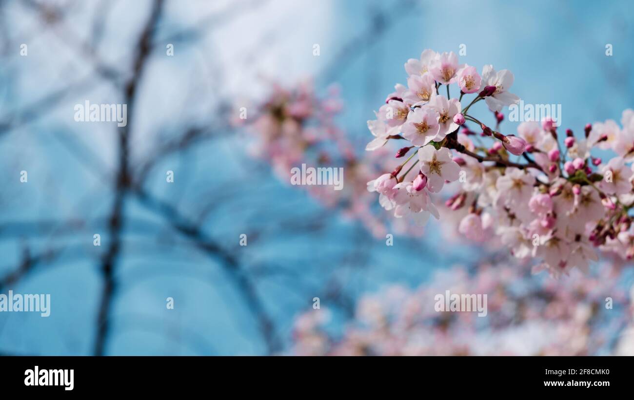 Backlit cherry blossom hi-res stock photography and images - Alamy