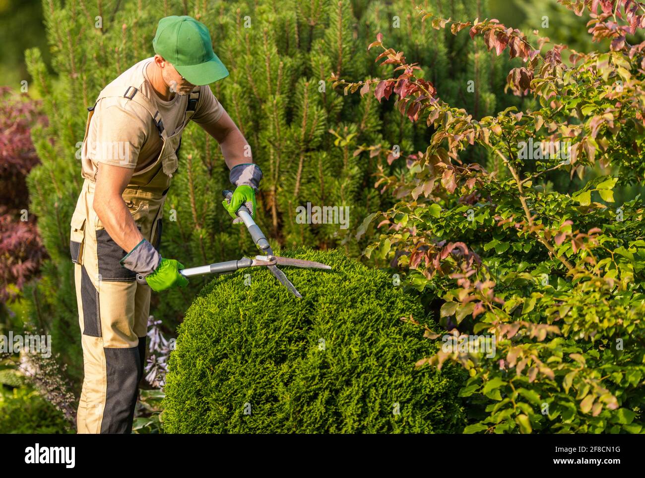 Caucasian Gardener in His 40s Trimming Garden Plants. Decorative Trees Topiary. Gardening and Landscaping Services. Stock Photo