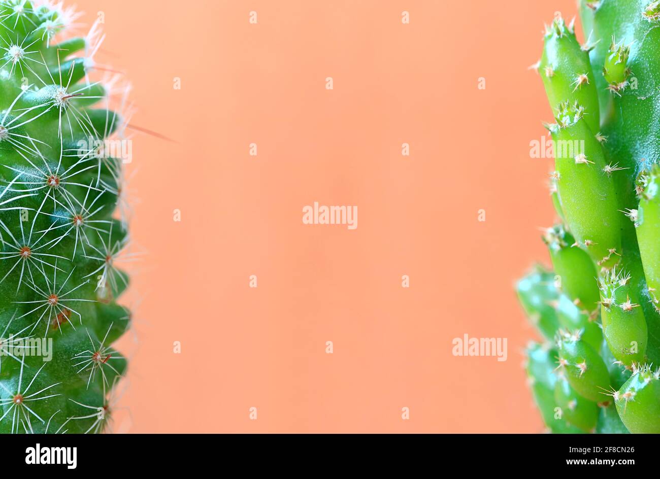 Closeup of Partially Mini Fairy Castle Cactus and Ladyfinger Cactus Isolated on Salmon Pink Background Stock Photo