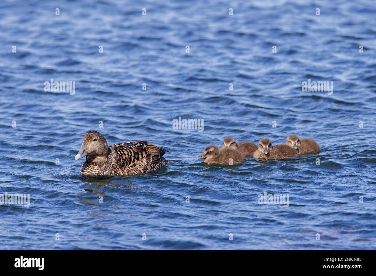 Common eider duck (Somateria mollissima) female with ducklings swimming in sea Stock Photo