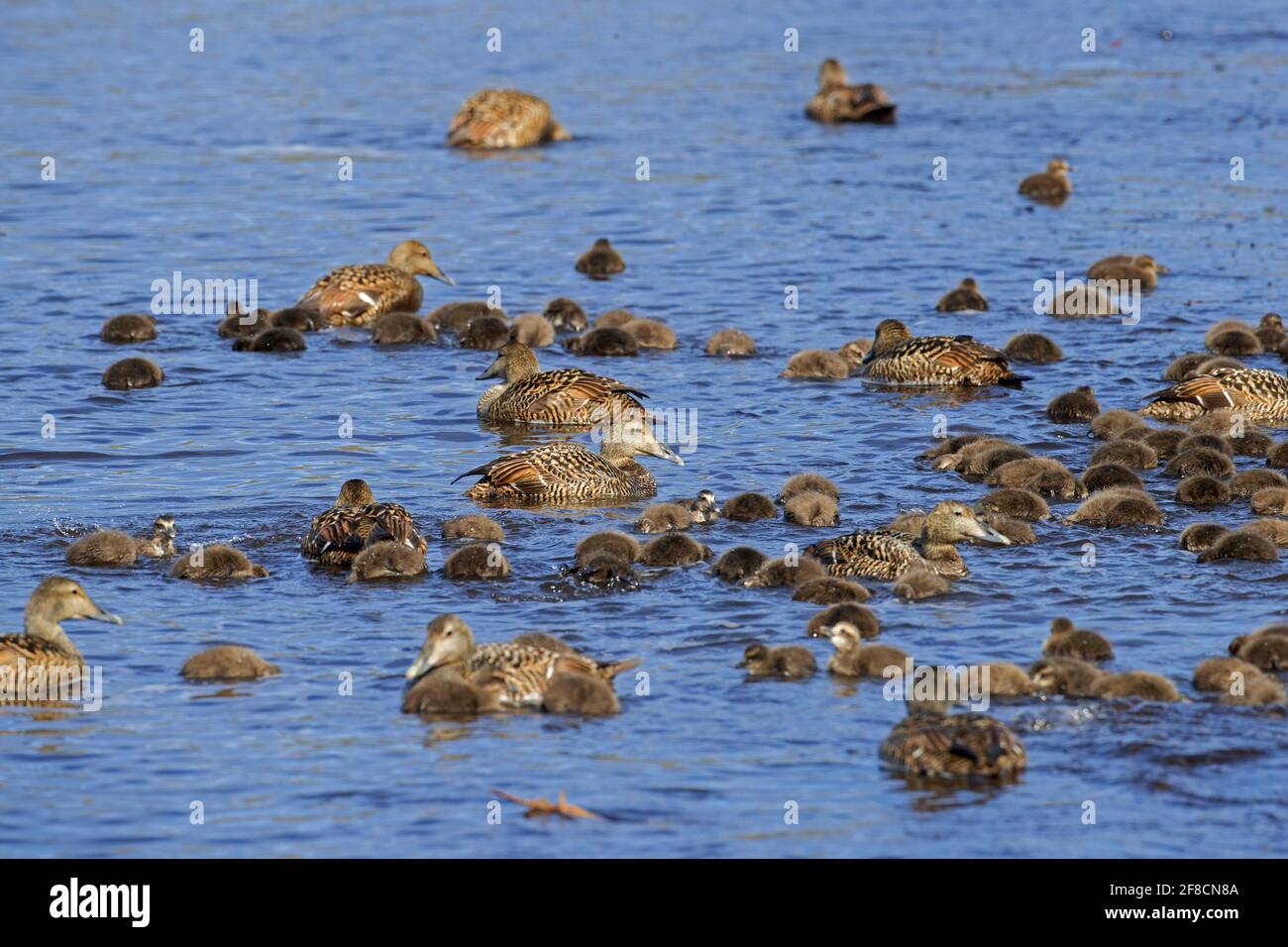 Group of common eider ducks (Somateria mollissima), females with