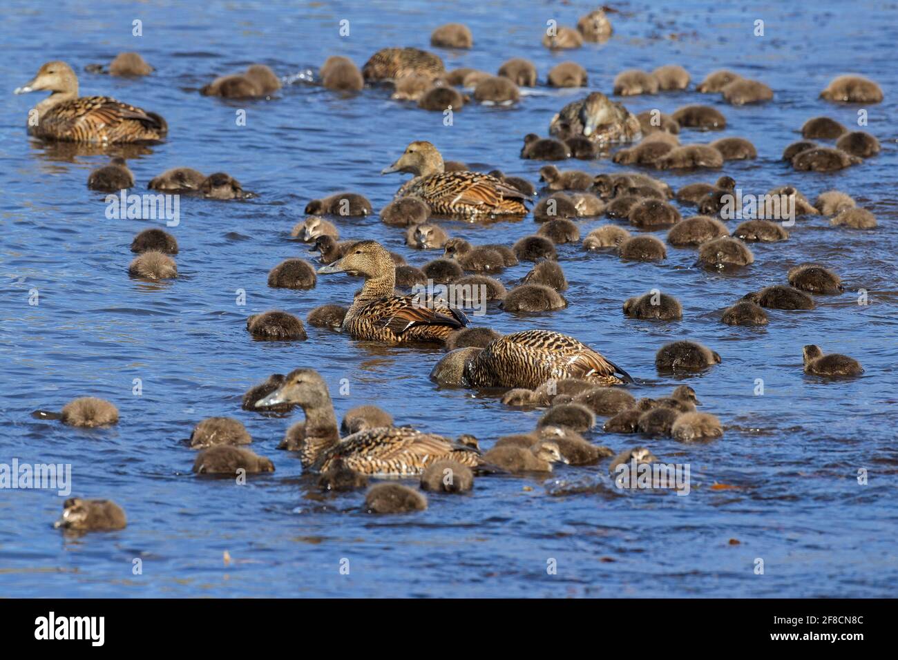 Group of common eider ducks (Somateria mollissima), females with