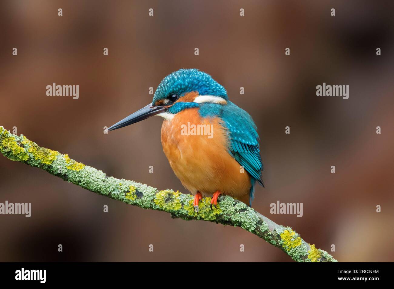 Common kingfisher (Alcedo atthis) male perched in tree with branches hanging over water of pond in winter Stock Photo