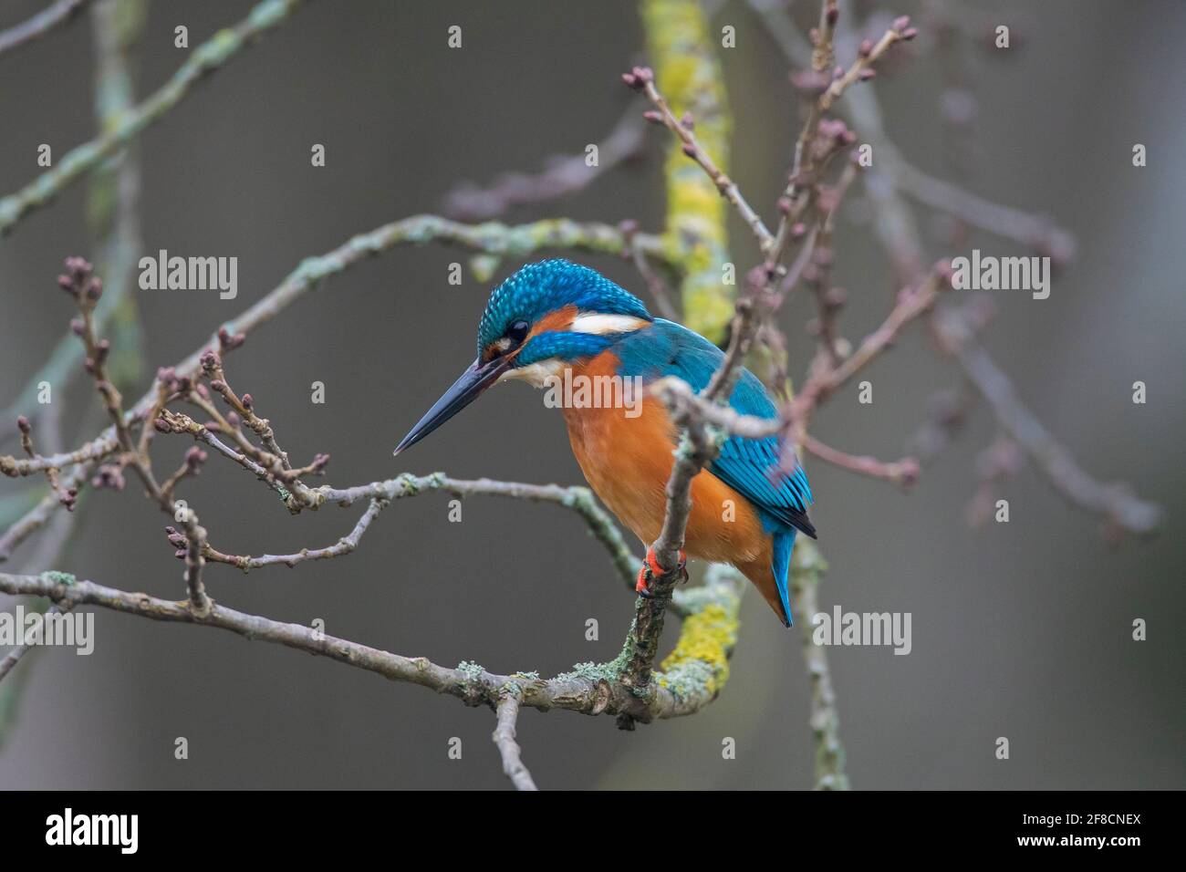 Common kingfisher (Alcedo atthis) male perched in tree with branches hanging over water of pond in winter Stock Photo