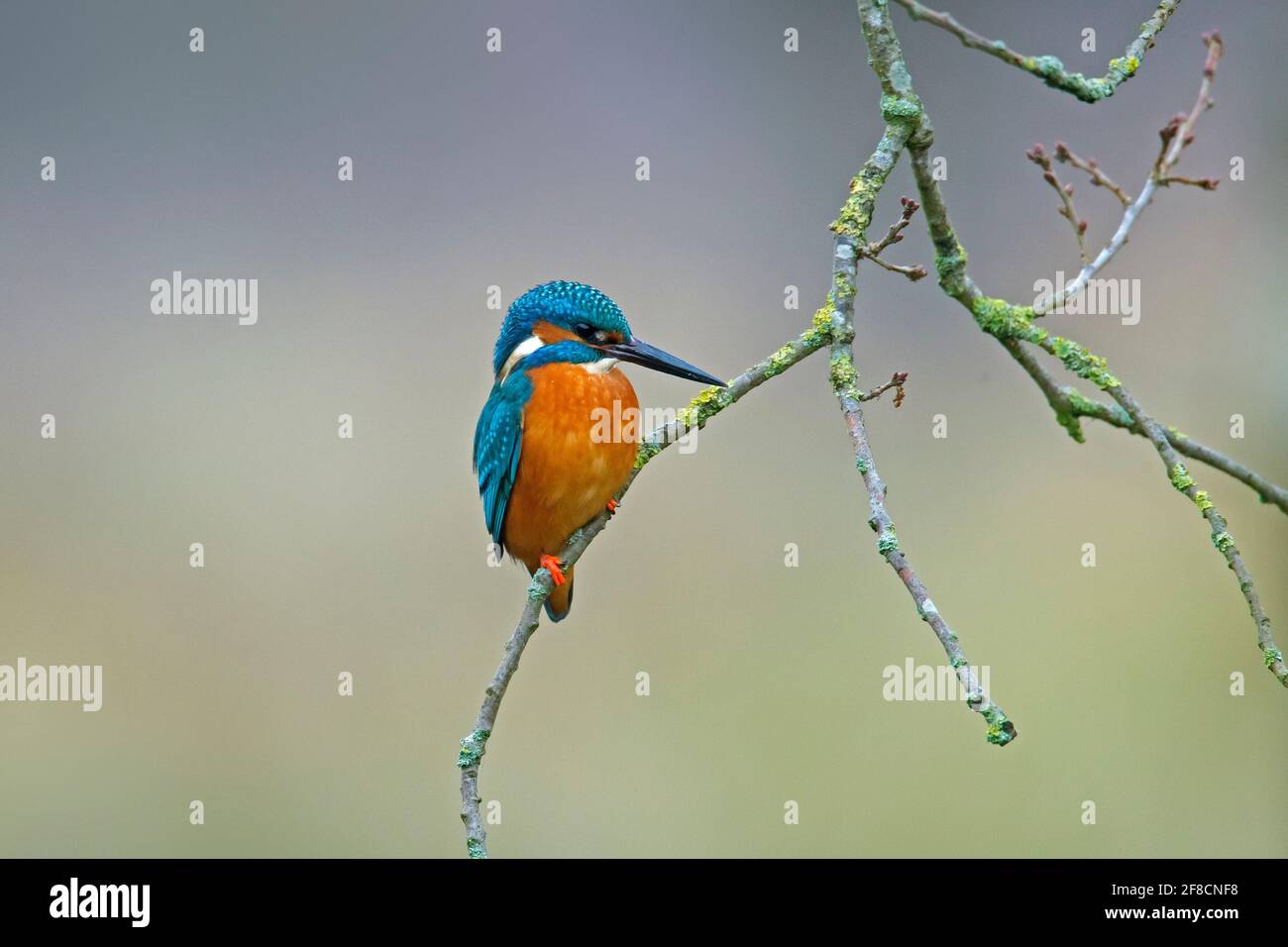 Branch hanging over water hi-res stock photography and images - Alamy