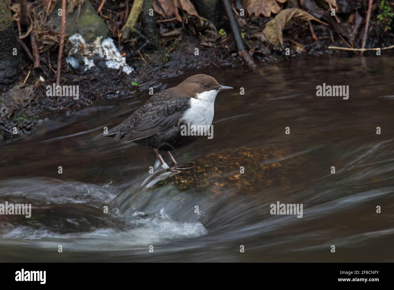 White-throated dipper / European dipper (Cinclus cinclus) foraging in stream Stock Photo