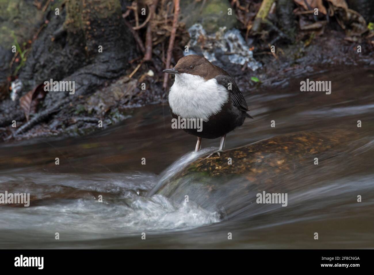 White-throated dipper / European dipper (Cinclus cinclus) foraging in stream Stock Photo