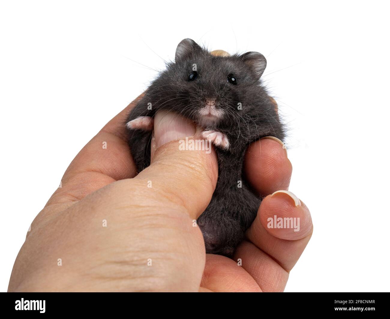 Black hamster hotsell