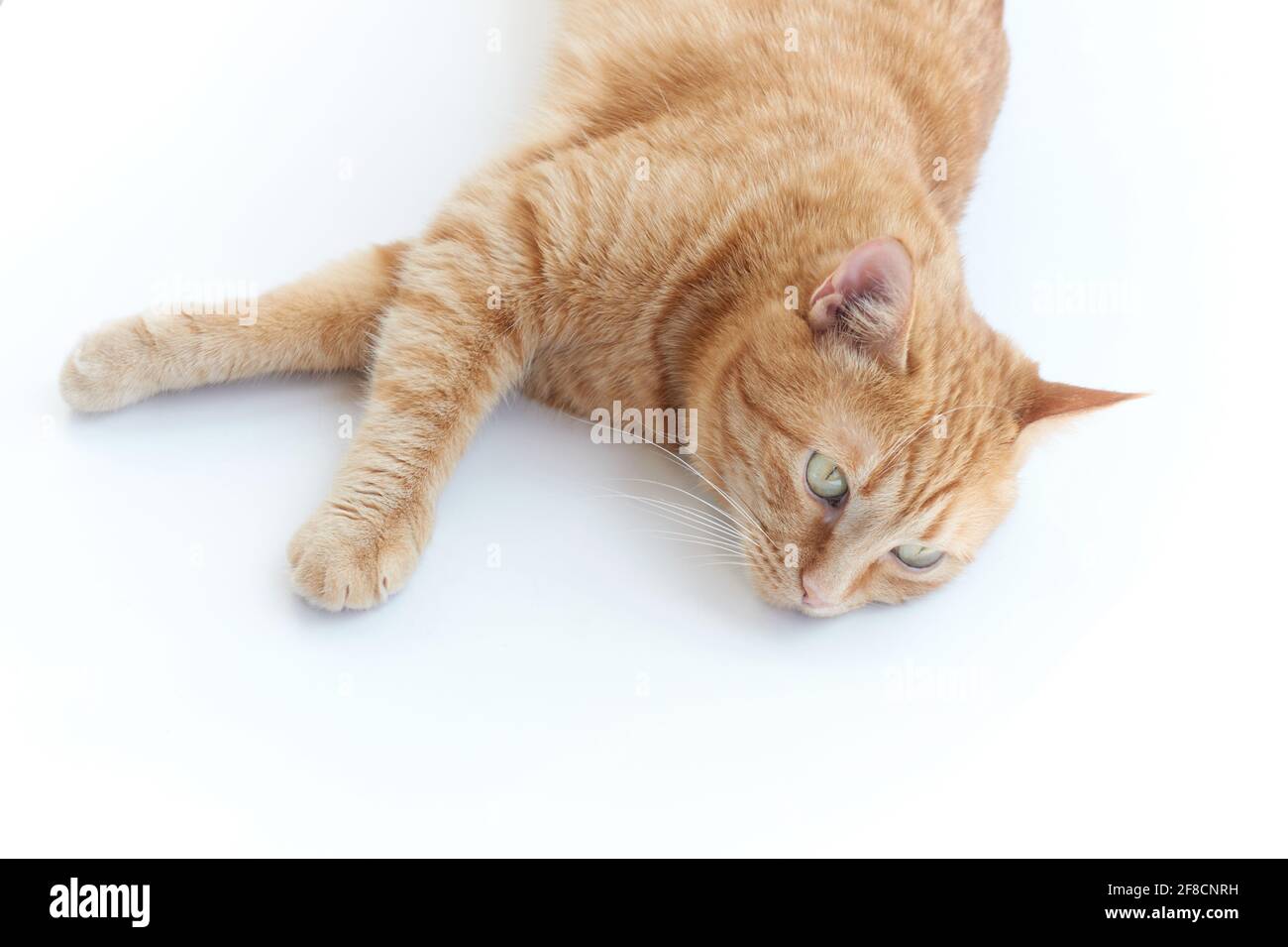 Beautiful young ginger cat. Adorable orange home pet. Cute red kitten with classic marble pattern isolated on white background lying down napping. High quality photo Stock Photo