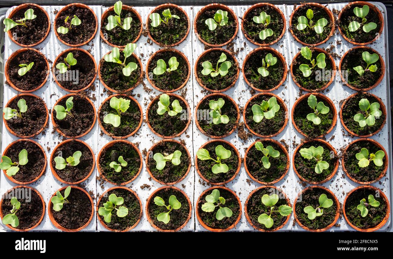 Brassica or Cabbage seedlings growing in greenhouse Stock Photo