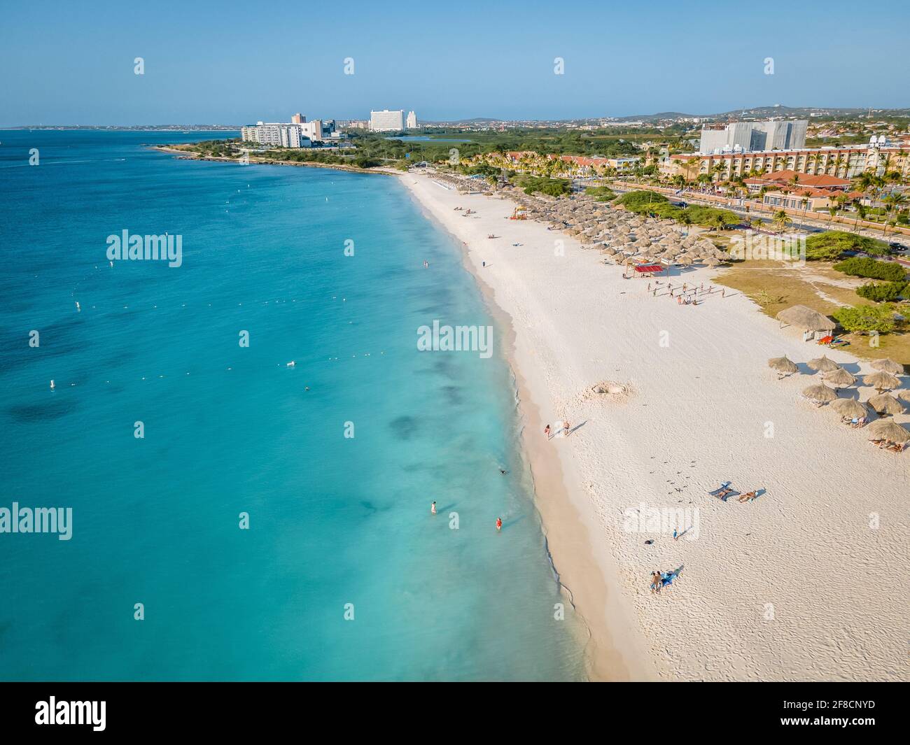 Eagle Beach Aruba, Palm Trees on the shoreline of Eagle Beach in Aruba, drone view at a beach
