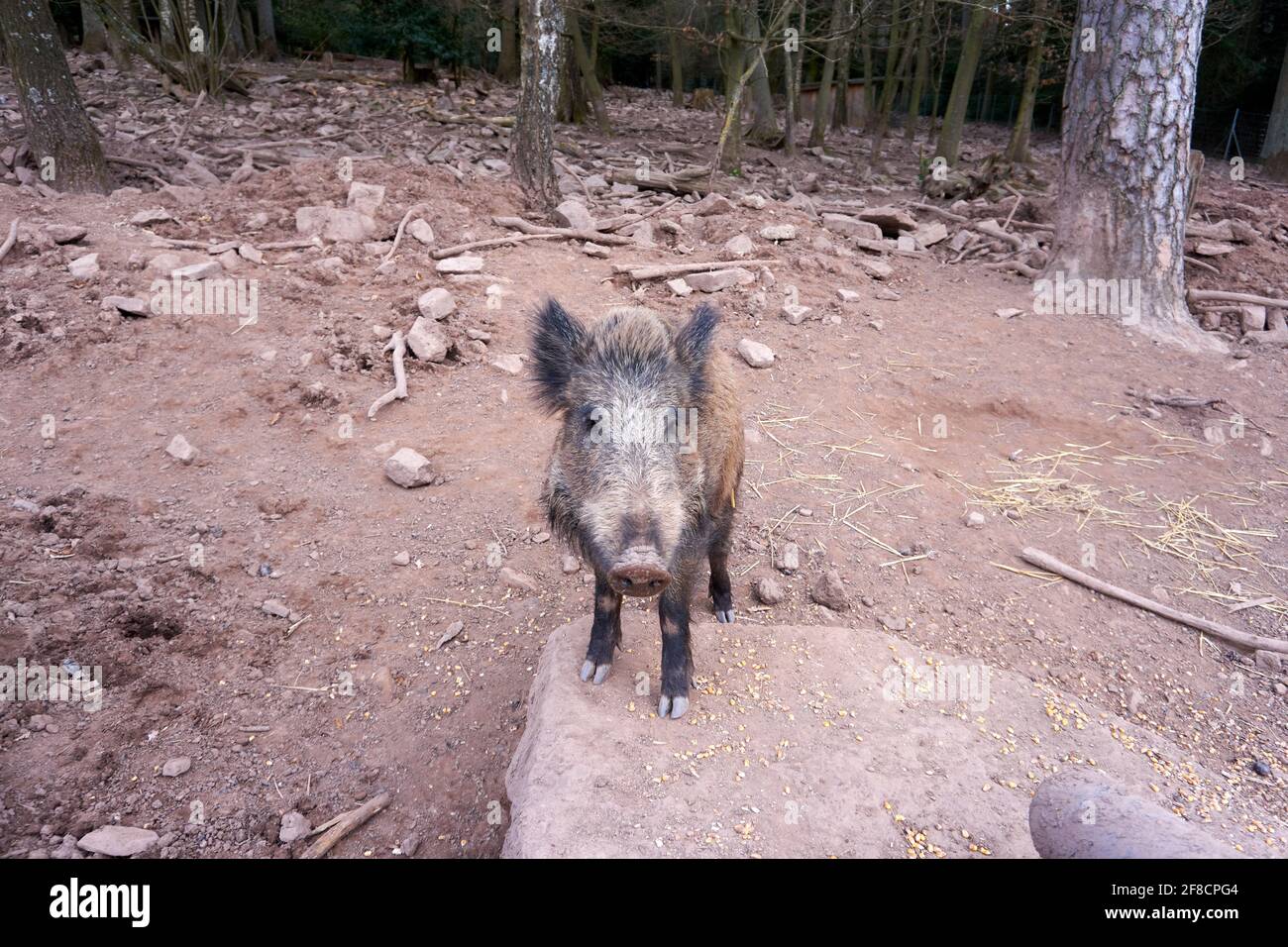 Brown boar hi-res stock photography and images - Alamy