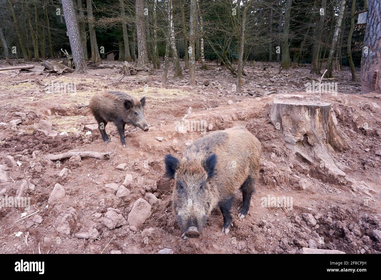 Brown boars on a farm land Stock Photo - Alamy