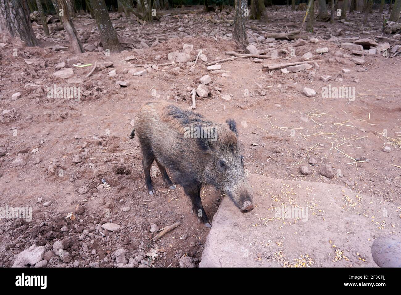 Brown boar hi-res stock photography and images - Alamy