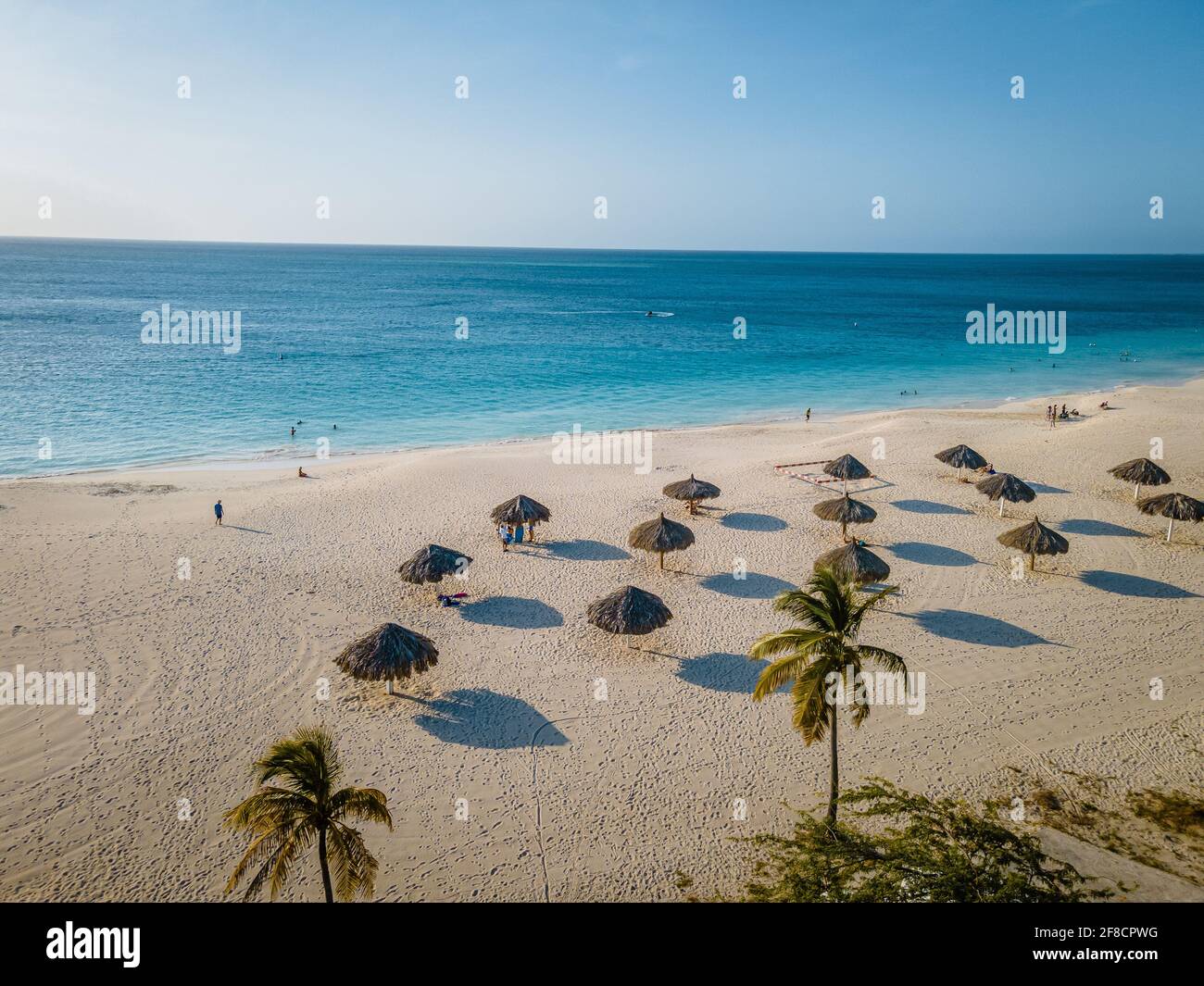 Eagle Beach Aruba, Palm Trees on the shoreline of Eagle Beach in Aruba, drone view at a beach