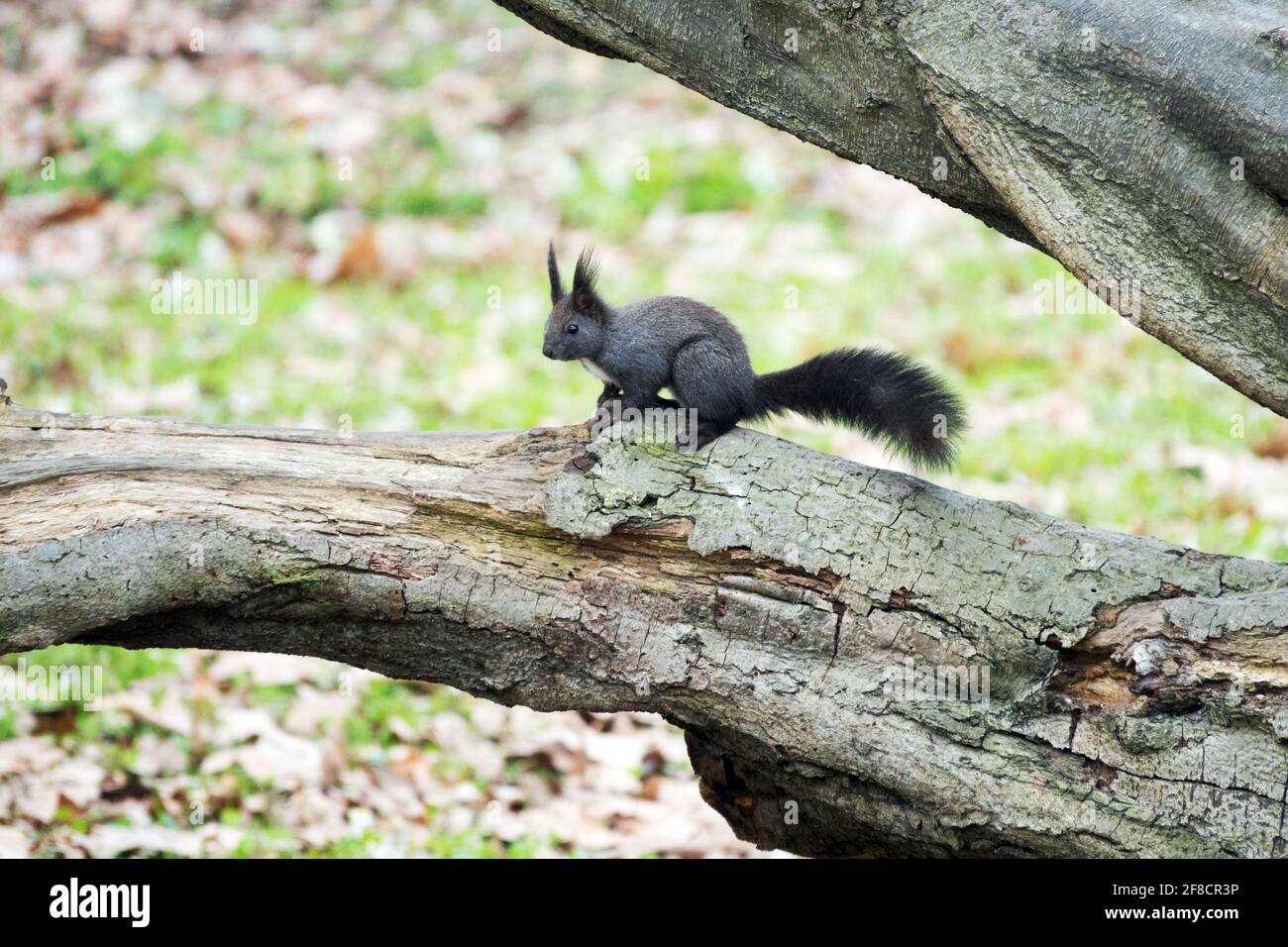 Eurasian red squirrel Sciurus vulgaris black form Stock Photo