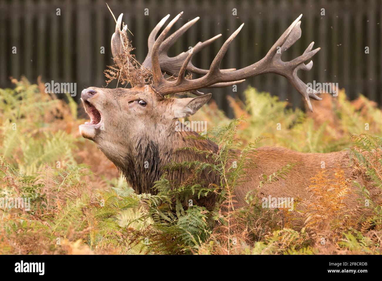 Red deer stag during rut in Bushy Park. London, UK Stock Photo - Alamy