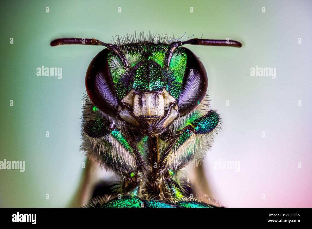 orchid bees or euglossine bees Stock Photo