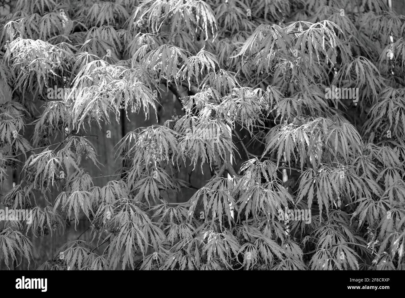 Grayscale shot of palm-shaped maple branches Stock Photo