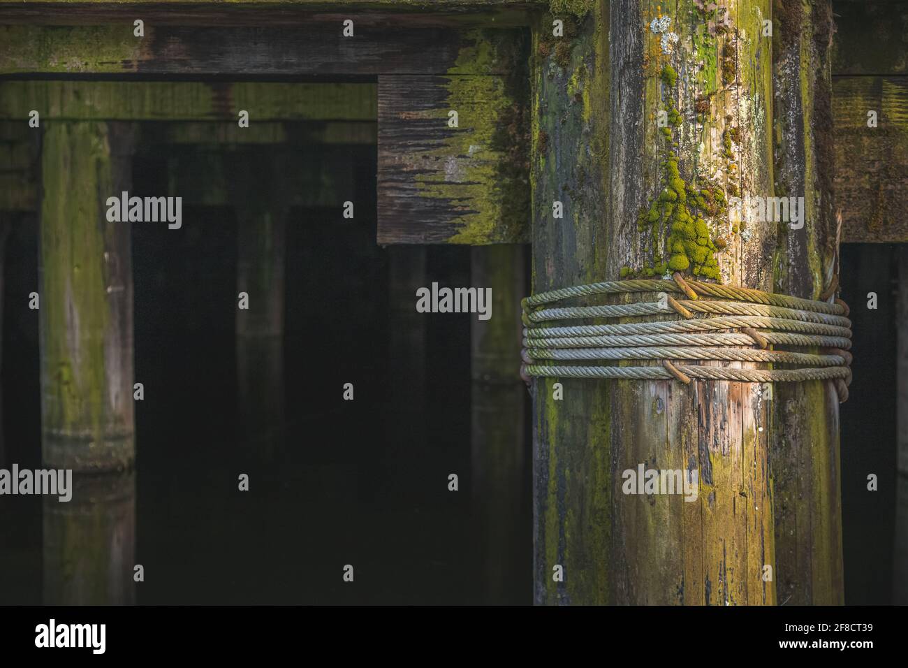 Close-up detail of decay, texture and green algae on nautical wood pilings underneath a seaside pier or dock. Stock Photo