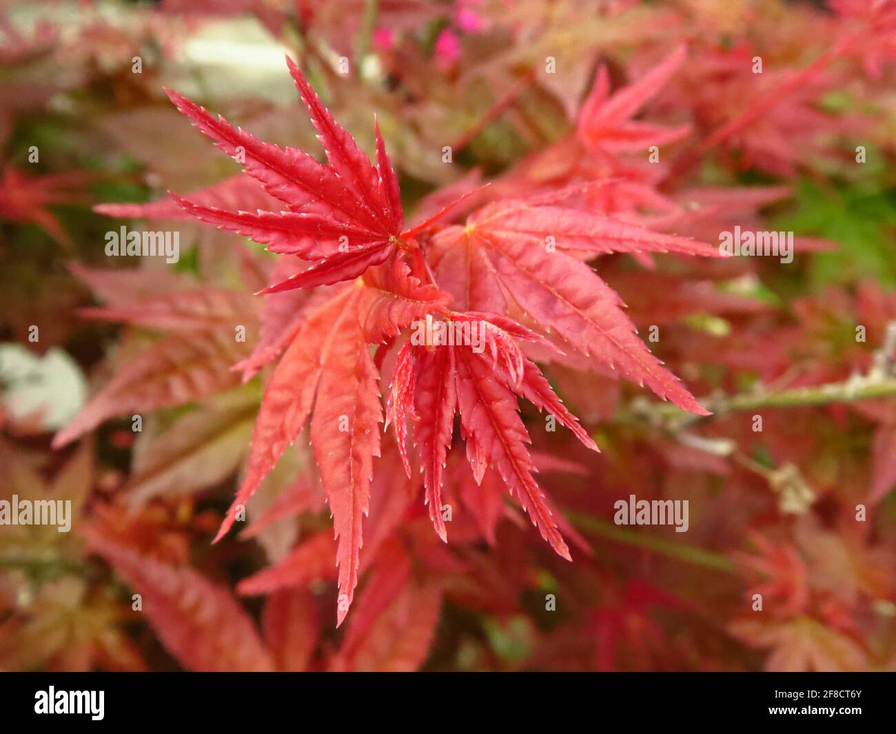 Selective focus shot of red palm-shaped maple leaves Stock Photo