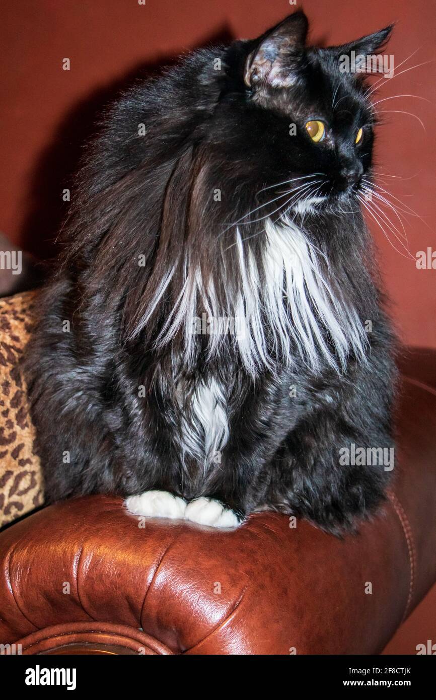 Classic example of a Domestic Longhair cat with Tuxedo coat. This type of  cat was worshiped in ancient Egypt Stock Photo - Alamy