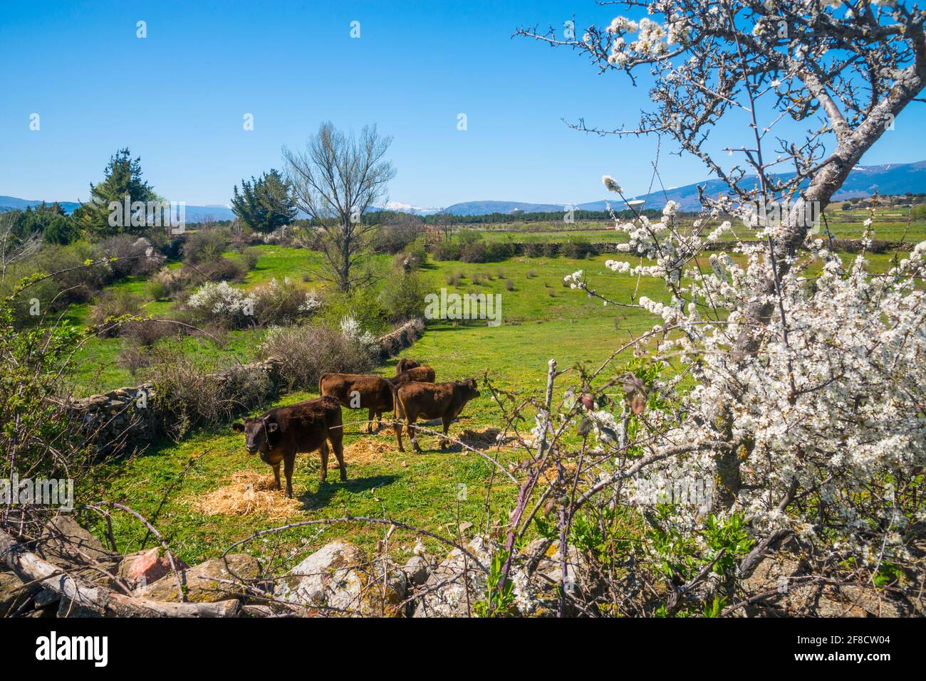 Group of calves in a meadow. Gandullas, Madrid province, Spain. Stock Photo