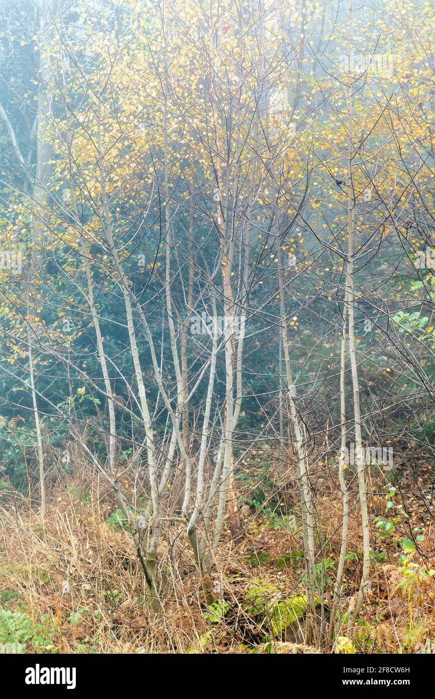 Birch Saplings High Resolution Stock Photography and Images - Alamy