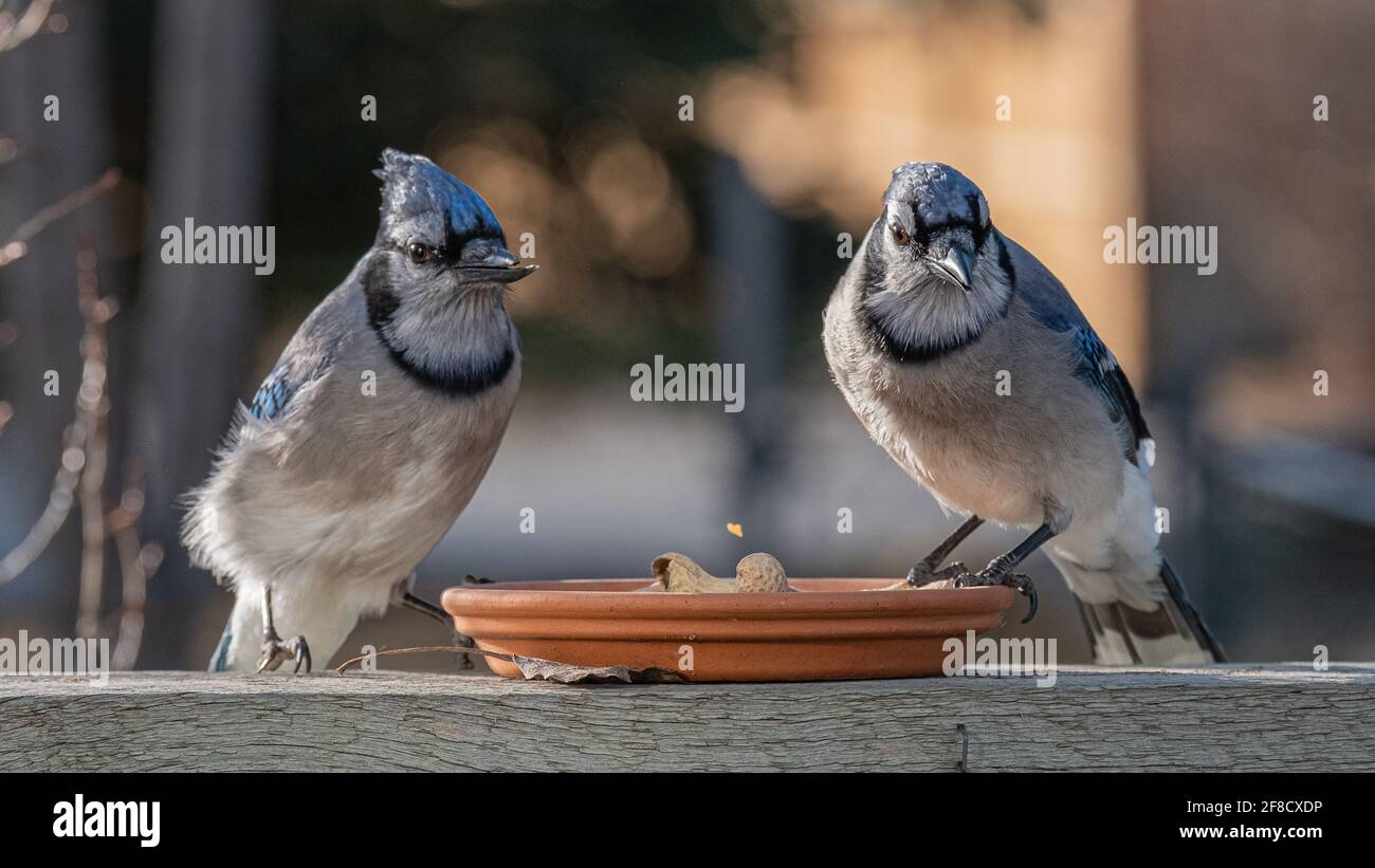 Blue Birds at feeder Stock Photo