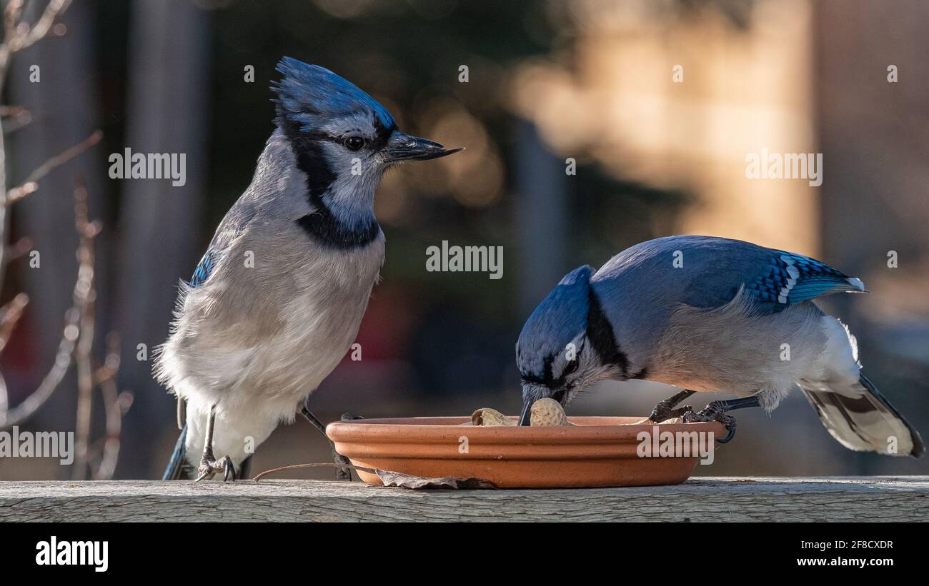 Blue Birds at feeder Stock Photo