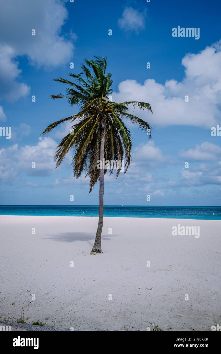Eagle Beach Aruba, Divi Dive Trees on the shoreline of Eagle Beach in Aruba, Stock Photo