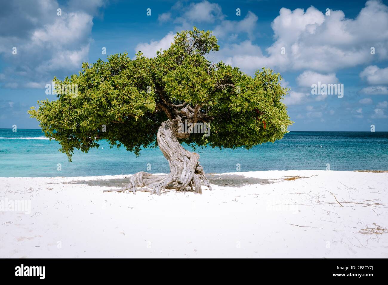 Eagle Beach Aruba, Divi Dive Trees on the shoreline of Eagle Beach in Aruba, Stock Photo