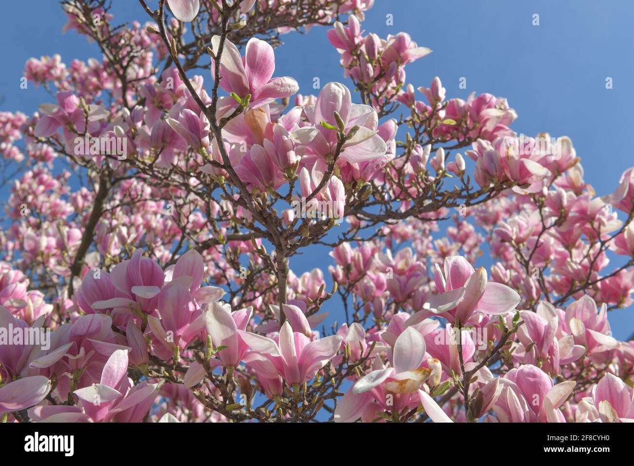 Hellrosane Magnolie (Magnolia) Stock Photo