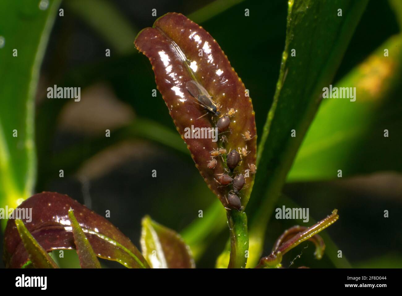 Aphids on lemon trees, small sapsucking insects and members of the