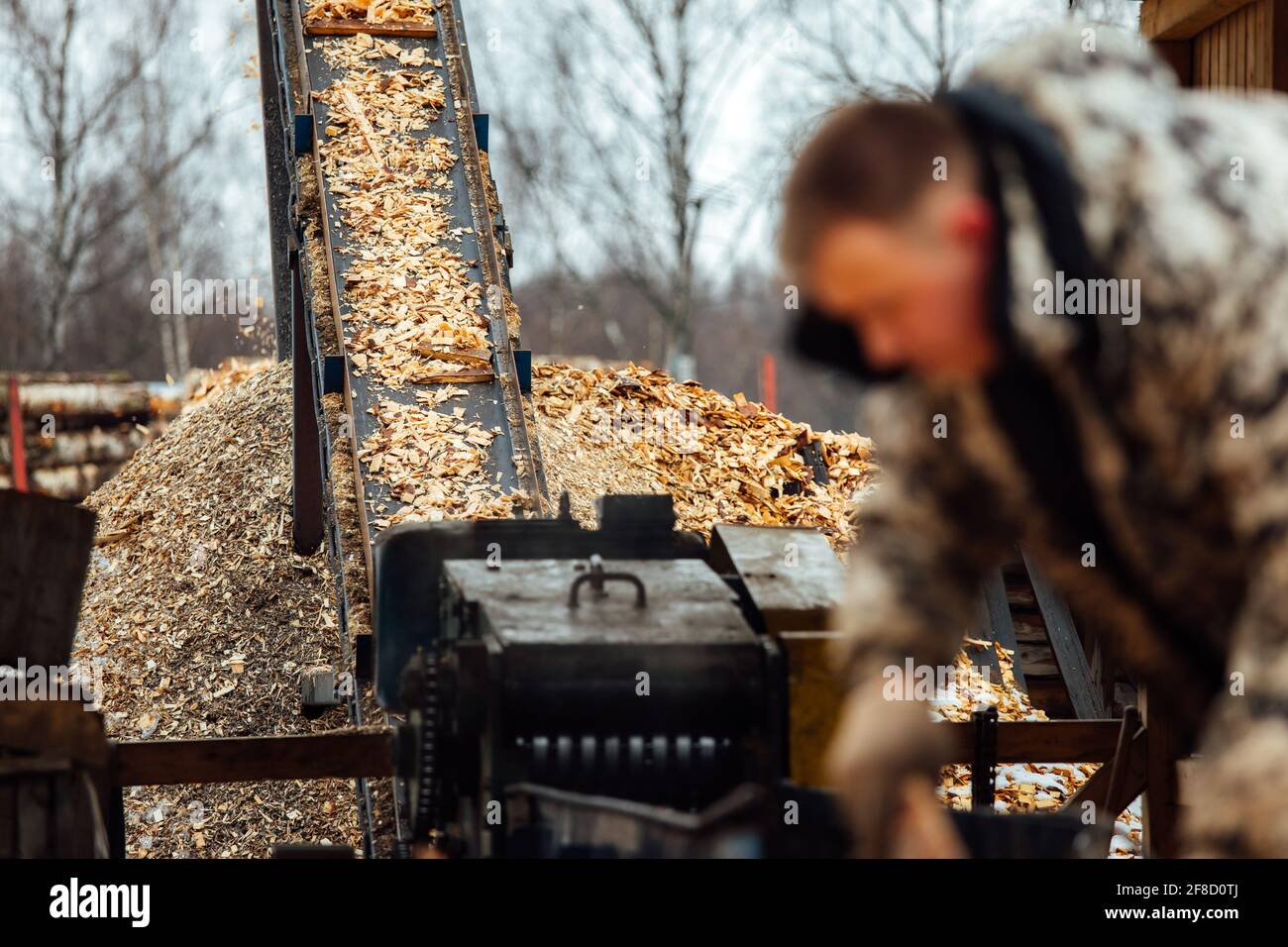 wooden board on the conveyor. people work on an automated sawmill. industrial enterprise for